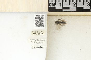 Media type: image;   Entomology 769007 Aspect: Labels